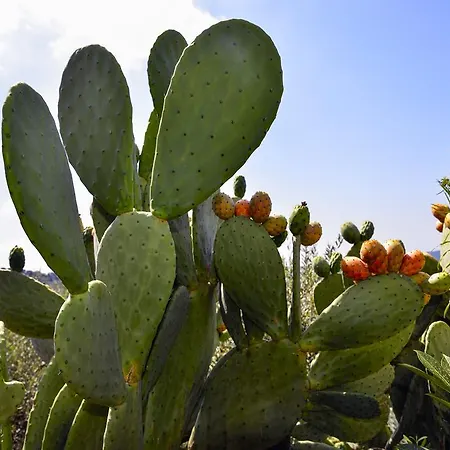 La Maison Galu' Panzió